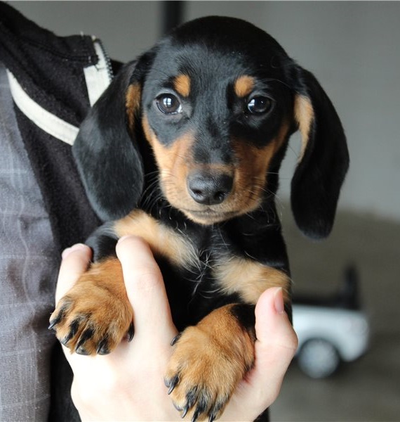 affectionate and intelligent Dachshund puppies Image eClassifieds4u