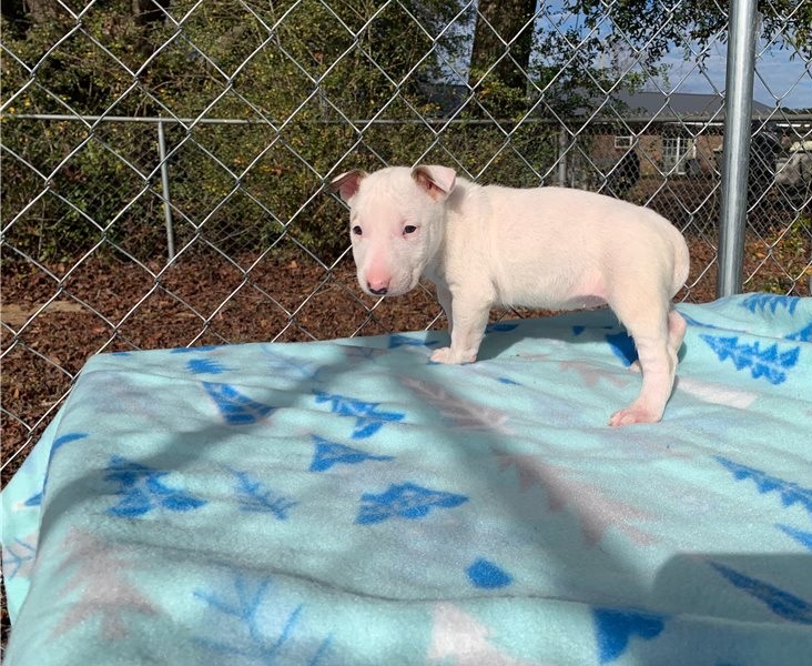 Bull Terrier puppies available Image eClassifieds4u