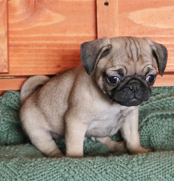 Gorgeous Pug Puppies Image eClassifieds4u