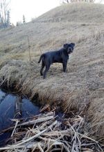 8 Month Old BULLY Pup Blue Male Image eClassifieds4u 1