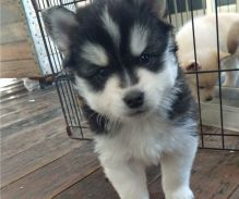 Marvelous male and female Pomsky puppies Image eClassifieds4U