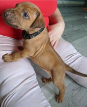 Rhodesian Ridgeback puppies available Image eClassifieds4U
