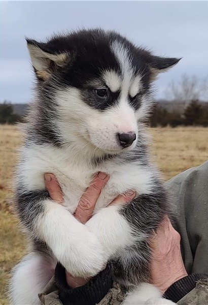 male and female Alaskan Malamute puppies Image eClassifieds4u