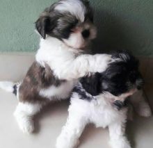 Registered male and female Shih Tzu Puppies