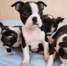 Beautiful Black brindle and white Boston Terrier Puppies