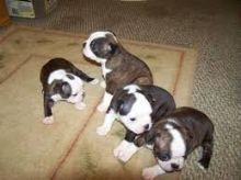 Very healthy and cute Boston Terrier puppies for you
