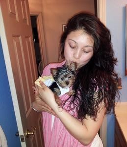 Affectionate Teacup Male and Female Yorkie puppis for Sale $800.00 Image eClassifieds4u