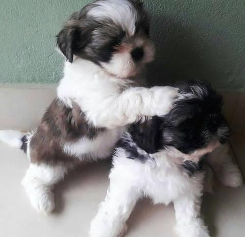 Male And Female Shih Tzu Puppies ready Image eClassifieds4u