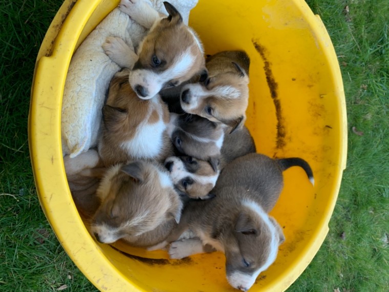 male and female Welsh Collie puppies contact us at oj557391@gmail.com Image eClassifieds4u