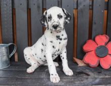 C.K.C MALE AND FEMALE DALMATIAN PUPPIES AVAILABLE