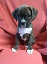 11 weeks old Boxer puppies ready for adoption