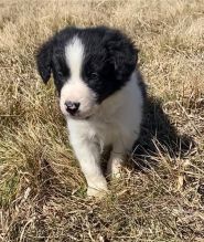 adorable Border Collie pup 11 weeks old