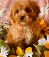 Adorable Cavapoo puppies