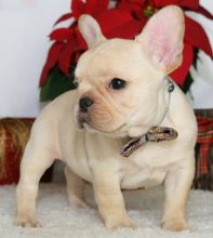 Beautiful Male and female French Bulldog puppies for adoption,