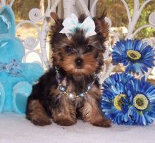 We Have 2 Tiny Teacup Yorkie puppies ready for adoption.Text/Call (604) 245-4345