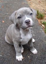 🟥🍁🟥 C.K.C AMERICAN PITBULL TERRIER PUPPIES AVAILABLE 🟥🍁🟥