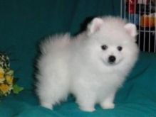 Cute Pomeranian puppies to offer for adoption.