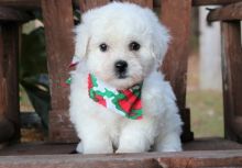 Healthy Bichon Frise puppies