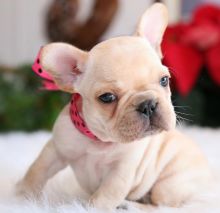 Lovely Male and Female French Bulldog Puppies Available.