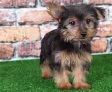 male and a female purebred Yorkshire terrier available