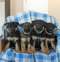 Outstanding German Shepherd puppies for sale. Email cheyannefennell@gmail.com or text (228)-900-8184