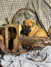 Registered Bullmastiff puppies for adoption