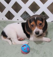 Two Beagle puppies available