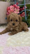 Two Charming Poodle puppies for adoption.