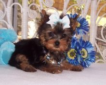 Two Home trained teacup Yorkie puppies available.