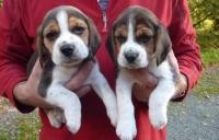 Two Lovely Beagle Puppies ready for adoption