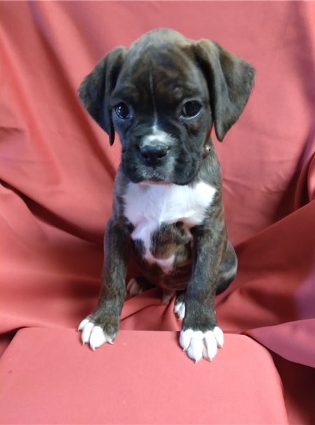 11 weeks old Boxer puppies ready for adoption Image eClassifieds4u