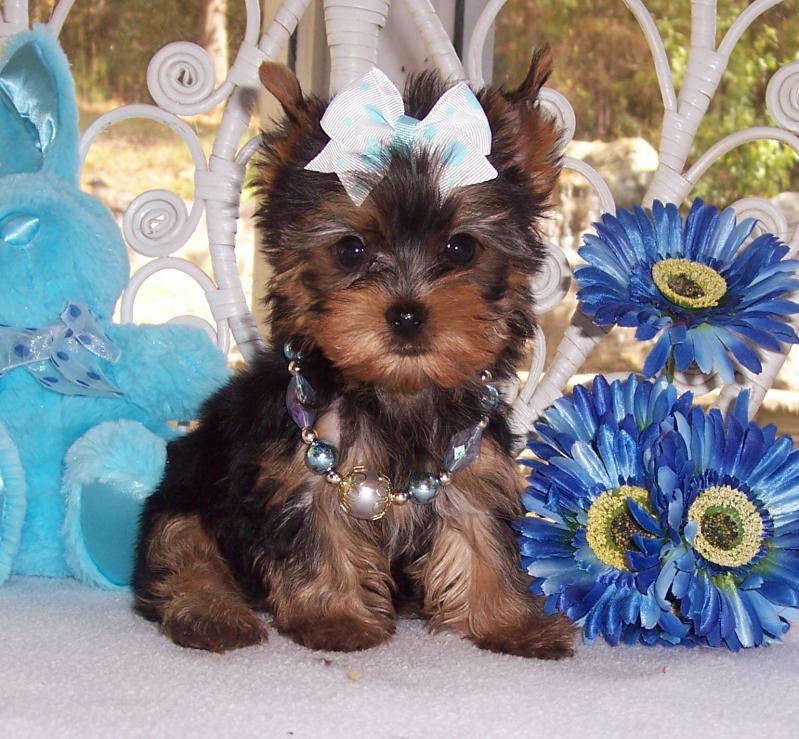 We Have 2 Tiny Teacup Yorkie puppies ready for adoption.Text/Call (604) 245-4345 Image eClassifieds4u
