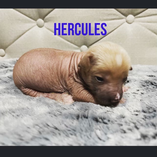 Chinese crested for sale Image eClassifieds4u