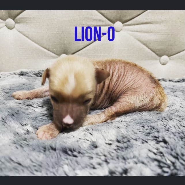 Chinese crested for sale Image eClassifieds4u