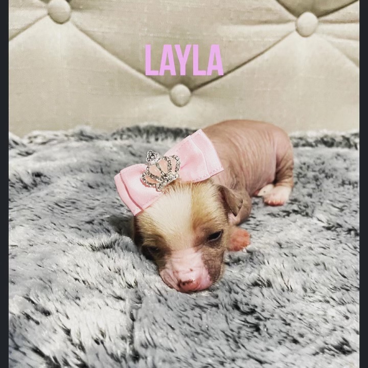 Chinese crested for sale Image eClassifieds4u