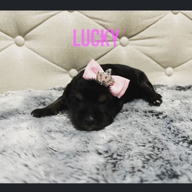 Chinese crested for sale Image eClassifieds4u