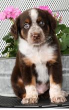 🟥🍁🟥 C.K.C AUSTRALIAN SHEPHERD PUPPIES AVAILABLE 🟥🍁🟥 Image eClassifieds4U