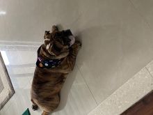 English Bulldog Image eClassifieds4u 1