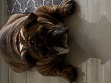 English Bulldog Image eClassifieds4u 2