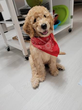 Two fantastic Poodle Puppies Ready For Adoption Image eClassifieds4u
