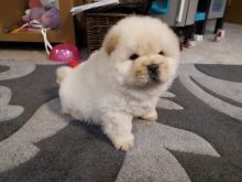 Male And Female Chow chow Puppies for adoption