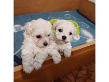 Maltipoo Puppies for seeking urgent new homes ( kaileynarinder31@gmail.com )