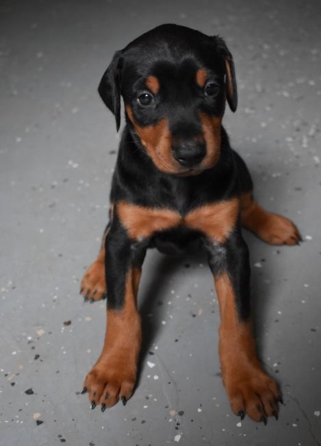 C.K.C MALE AND FEMALE DOBERMAN PINSCHER PUPPIES AVAILABLE Image eClassifieds4u