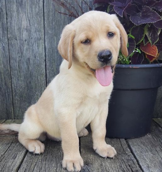 C.K.C MALE AND FEMALE LABRADOR RETRIEVER PUPPIES AVAILABLE Image eClassifieds4u