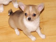 C.K.C MALE AND FEMALE CHIHUAHUA PUPPIES AVAILABLE