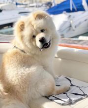 C.K.C MALE AND FEMALE CHOW CHOW PUPPIES AVAILABLE