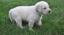 C.K.C MALE AND FEMALE LABRADOR RETRIEVER PUPPIES AVAILABLE