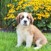 C.K.C MALE AND FEMALE SAINT BERNARD PUPPIES AVAILABLE