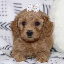 Adorable Toy Poodle puppies,
