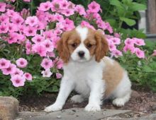 C.K.C MALE AND FEMALE CAVALIER KING CHARLES SPANIEL PUPPIES AVAILABLE